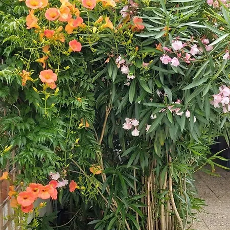 度假居 Maison Pour 4 Avec Terrasse A 200m De La 圣伊莱尔·德列